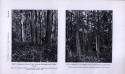 forest_tract_012.6.jpg (55405 bytes)