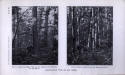 forest_tract_024.5.jpg (53280 bytes)