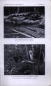 forest_tract_024.7.jpg (50332 bytes)
